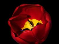 Tulip